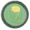 Pampeliška
